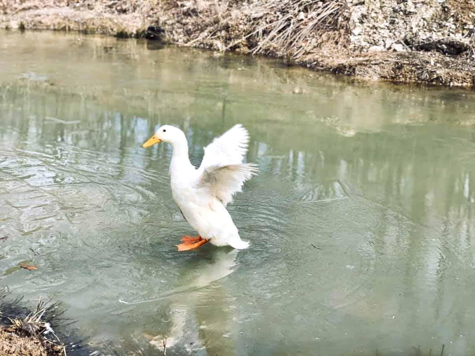 Pekin duck in pond