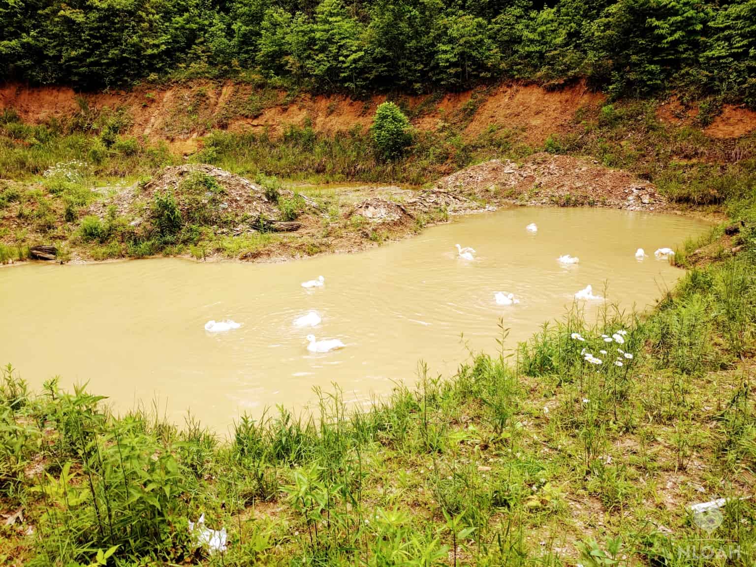 Pekin ducks in pond on the homestead