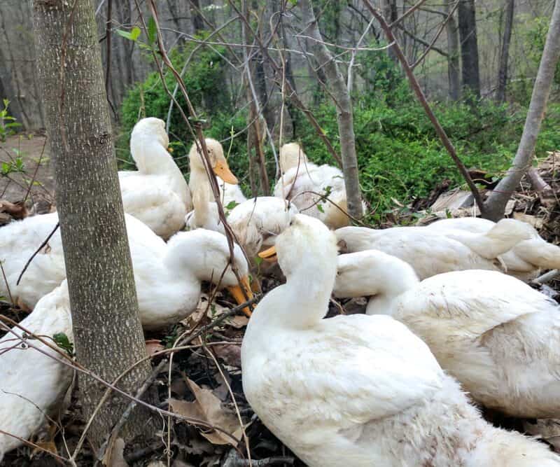 a flock of Pekin ducks free-ranging on the homestead