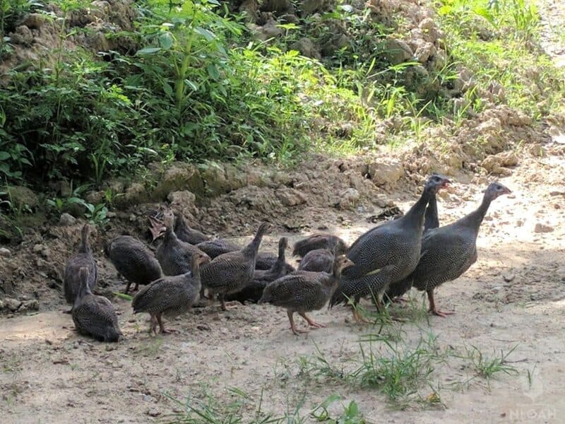 a free-ranging flock of guinea fowl