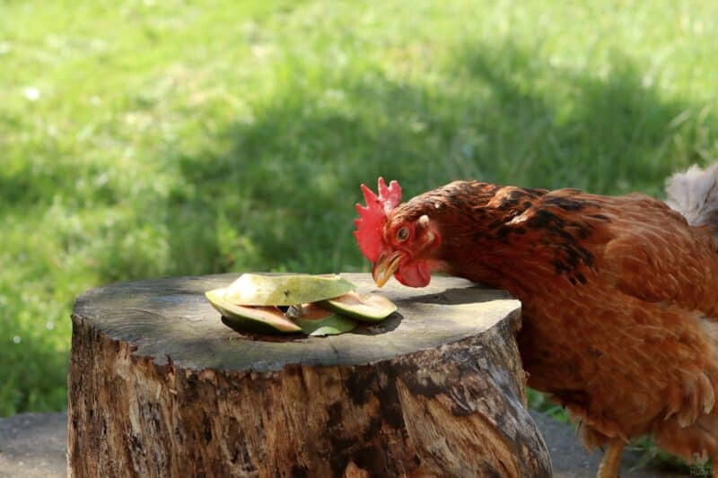 a hen eating mango