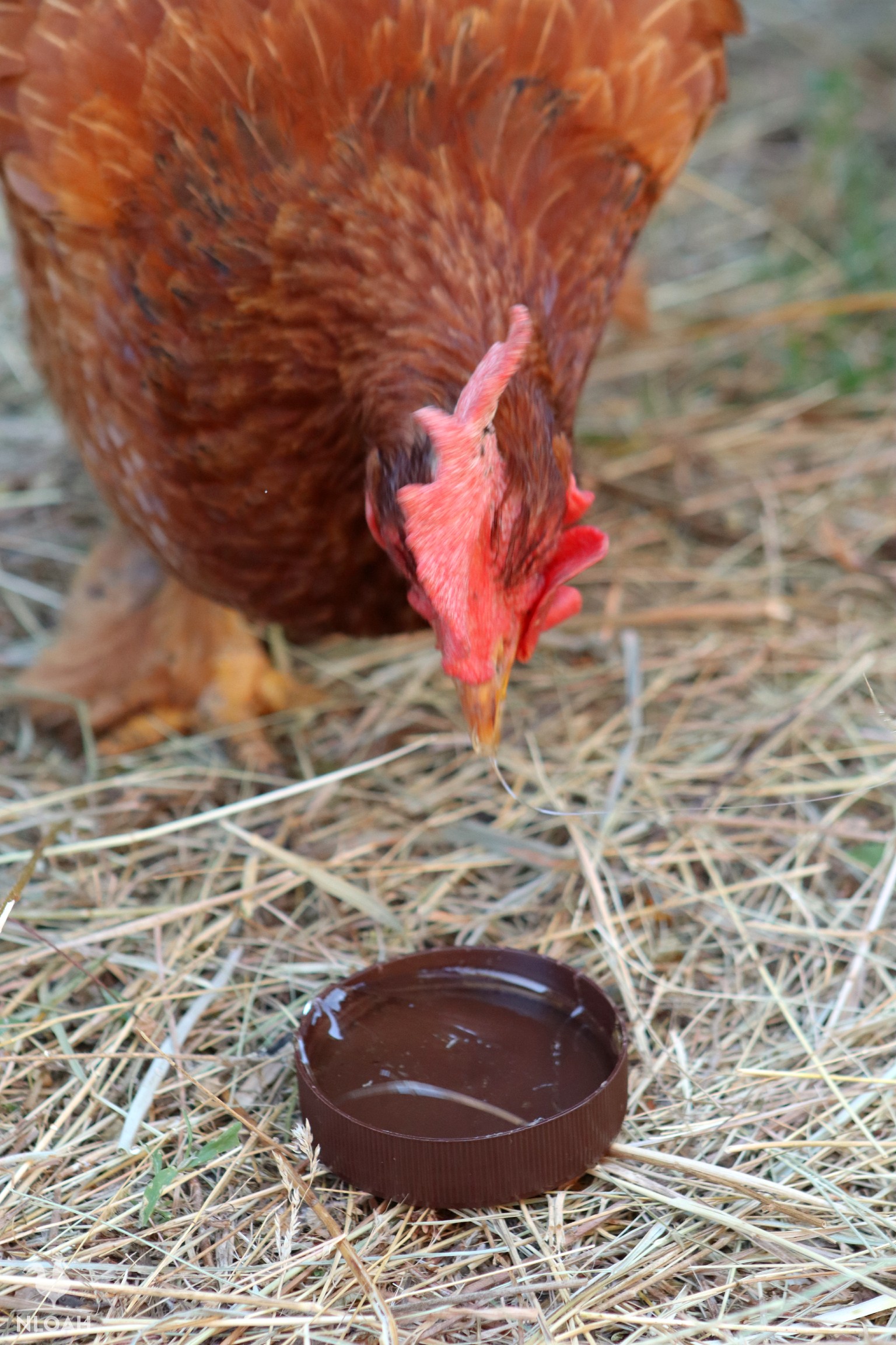 a hen trying out some honey