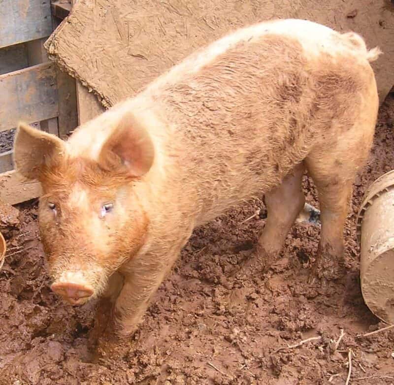 a pig inside a muddy pigsty