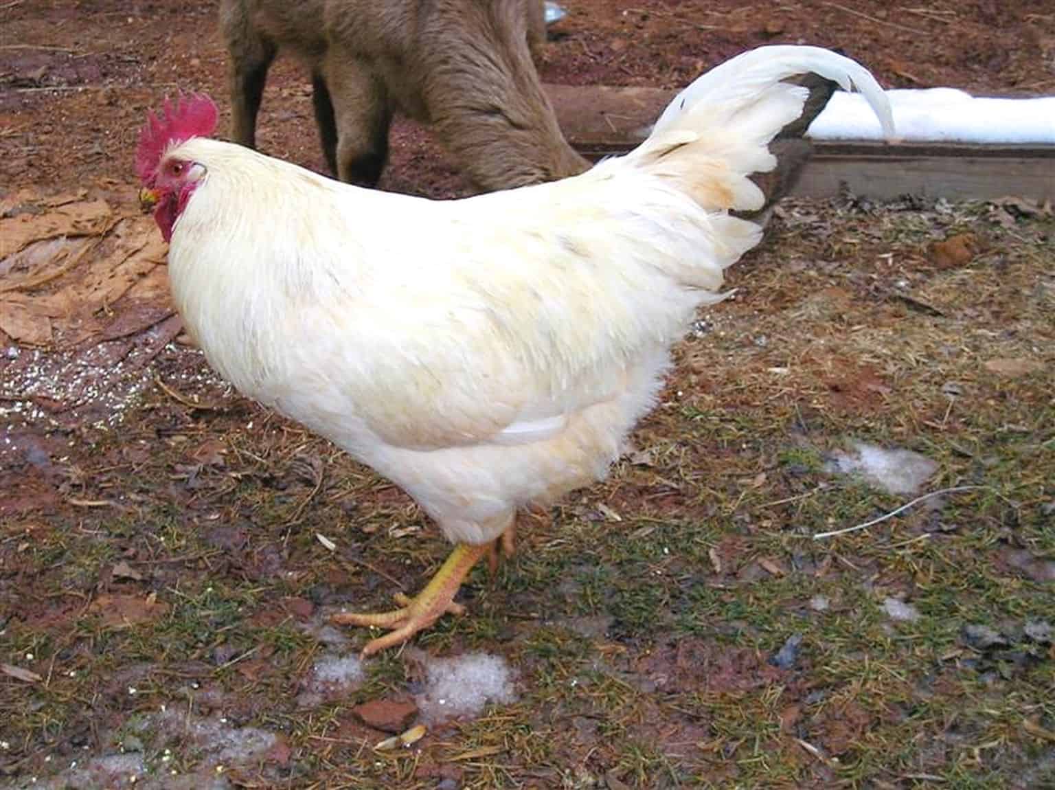 a white leghorn rooster
