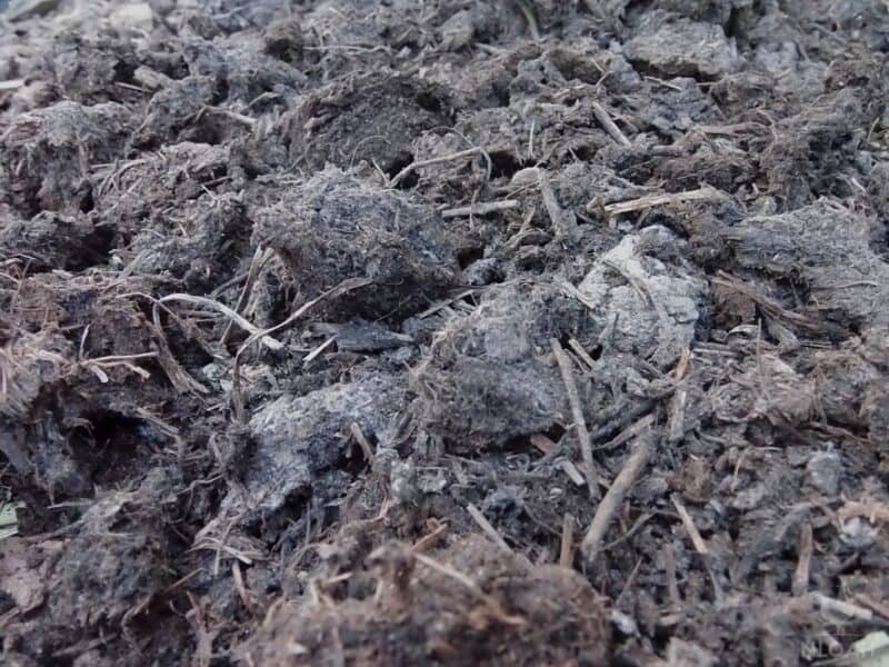 aged goat manure mixed with compost