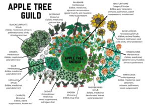 Permaculture Plant Guilds - Your Comprehensive Guide • New Life On A ...