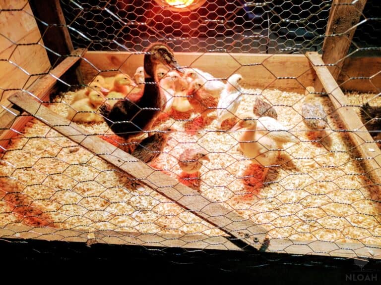 No Heat Lamp? No Problem: 10 Ways to Keep Baby Ducks Warm