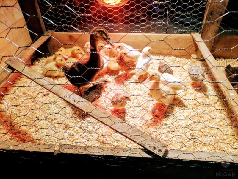 baby chicks and ducklings sharing a brooder