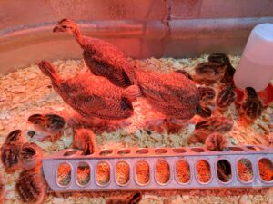 baby chicks and guineas near heat lamp