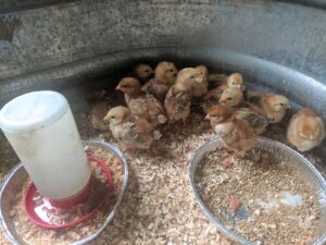 baby chicks in galvanized tub next to feeder