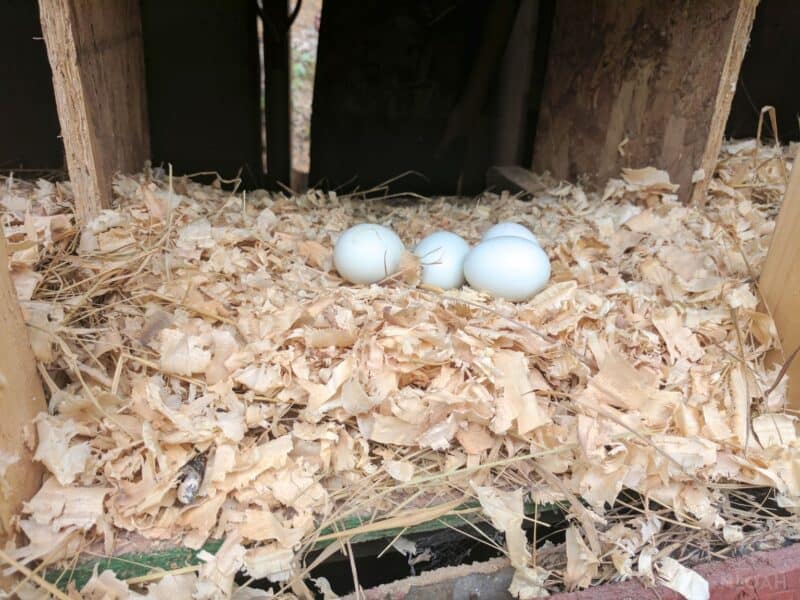 bantam chicken eggs in nesting box