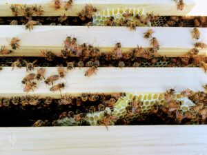 honey bees in beehive