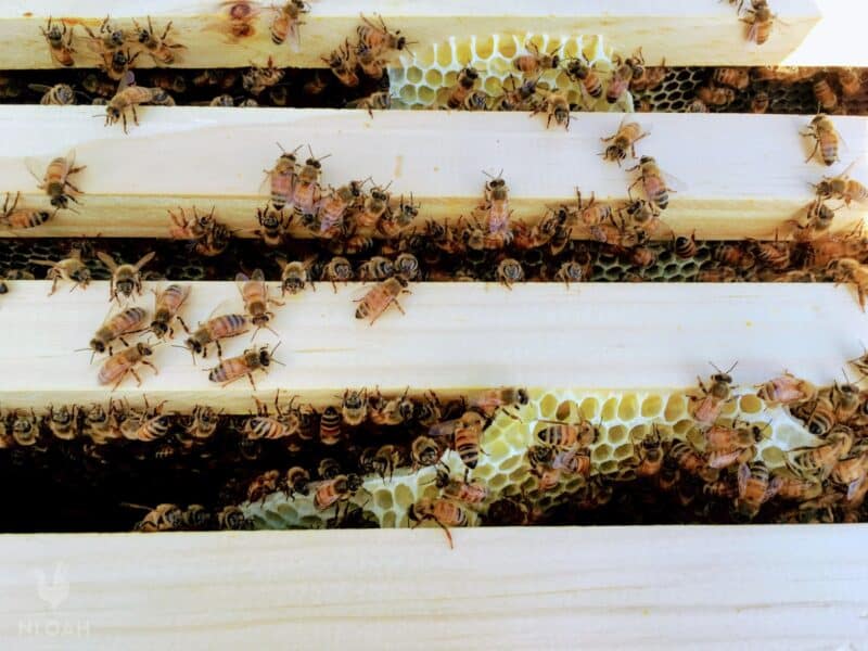 bees in beehive