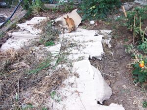 cardboard mulching in the permaculture garden