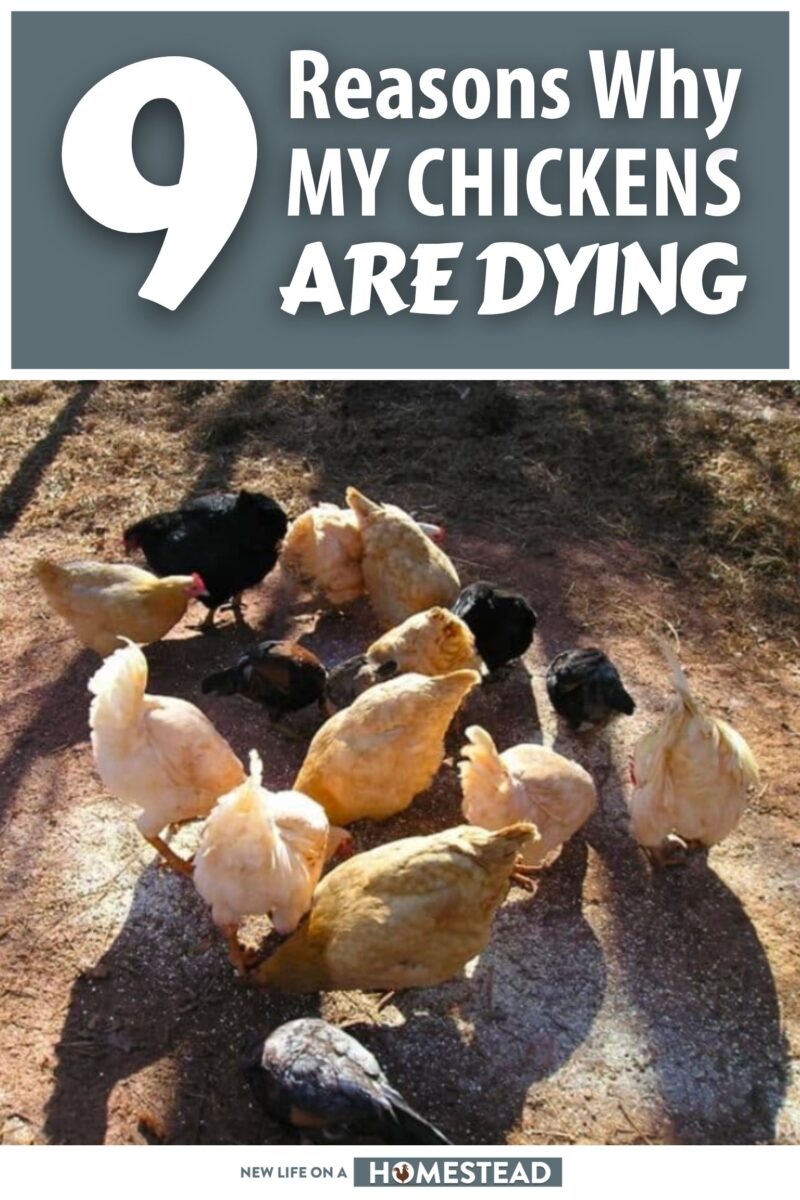 causes for chickens dying pinterest