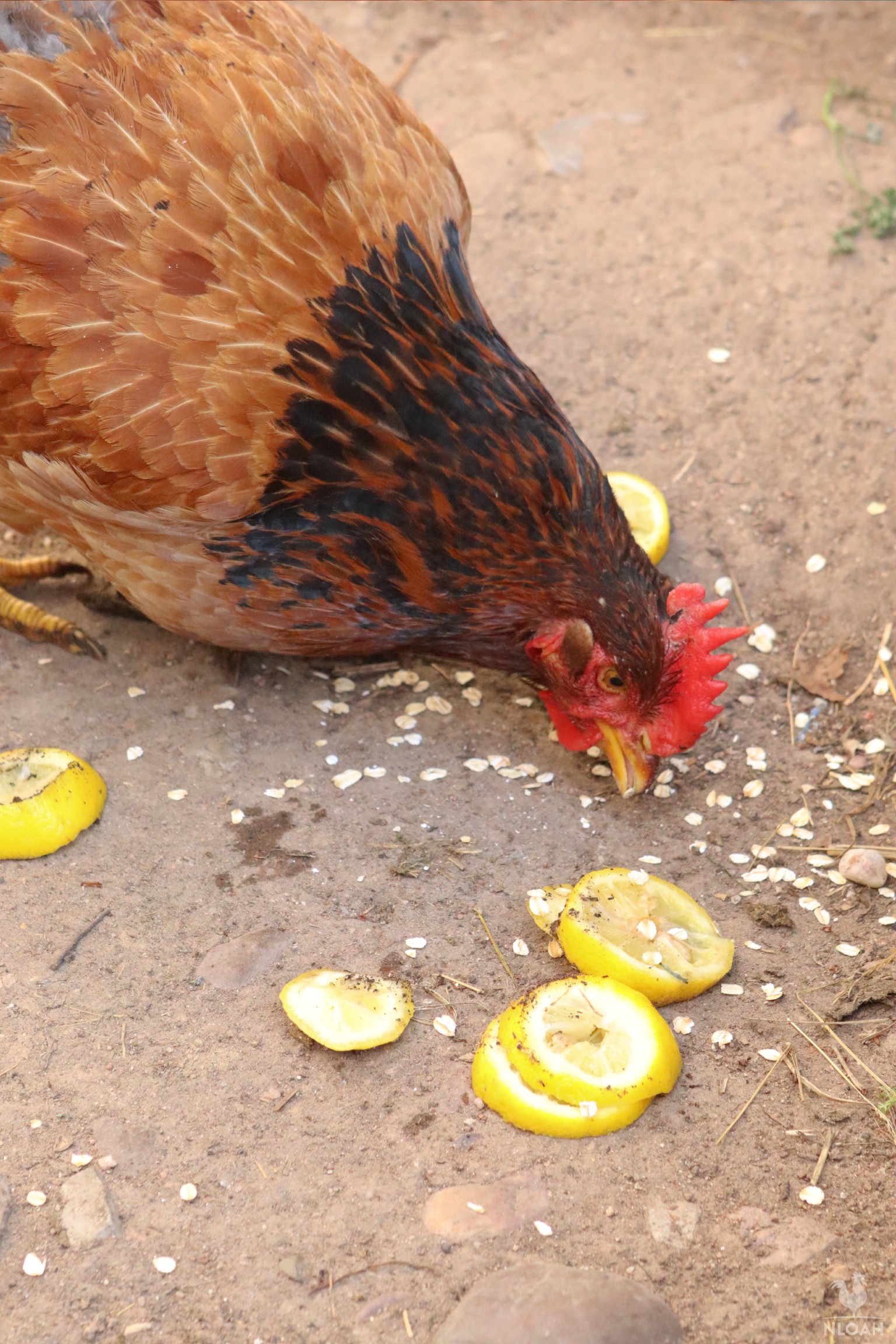 chicken eating lemon slices