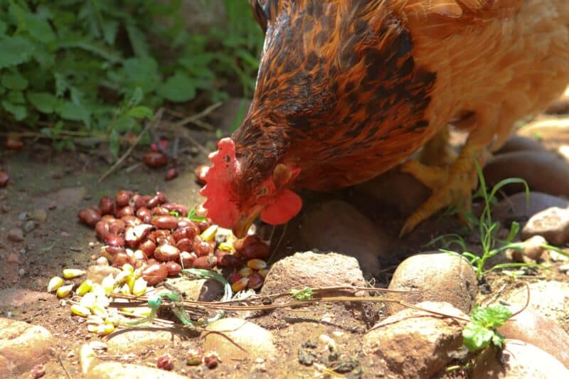 chicken eating red beans and corn