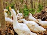chickens and Pekin ducks