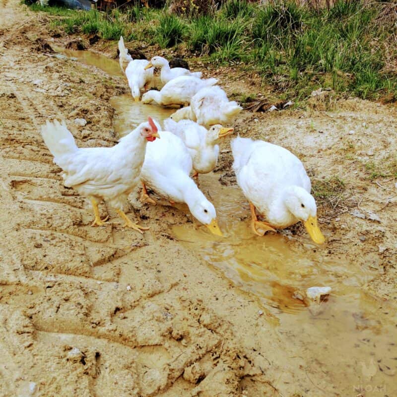 chickens and ducks free ranging together