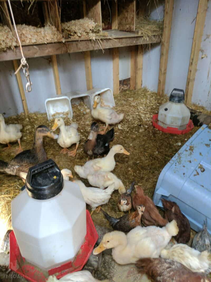 chickens and ducks next to nesting boxes