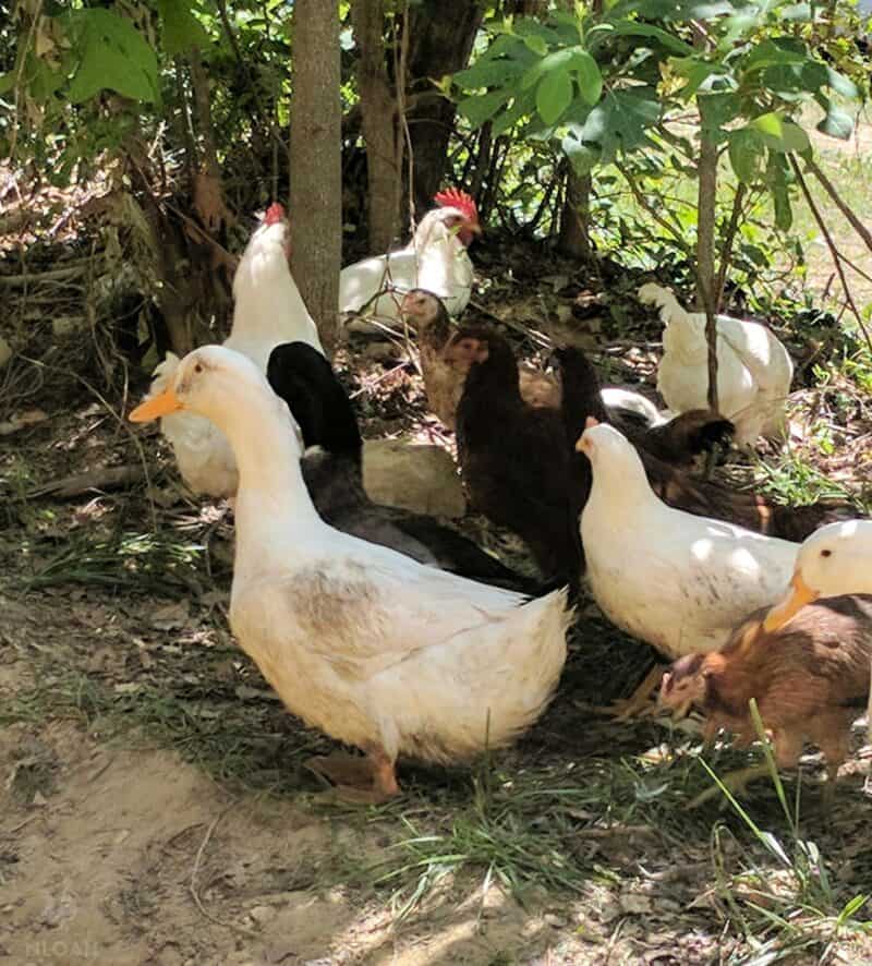 chickens and ducks hanging around in the shade