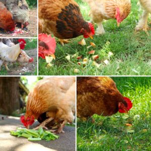chickens eating human foods collage