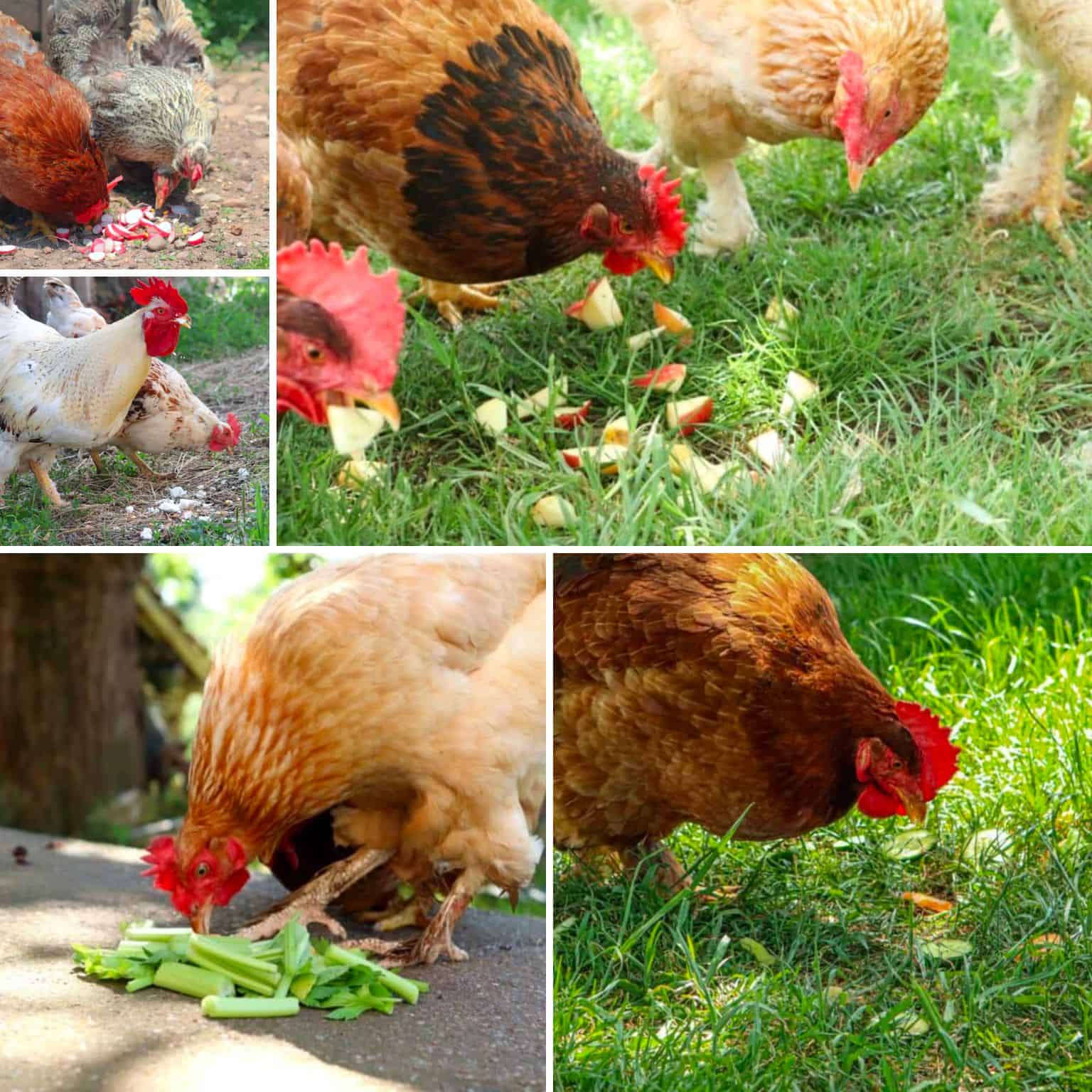 chickens eating human foods collage