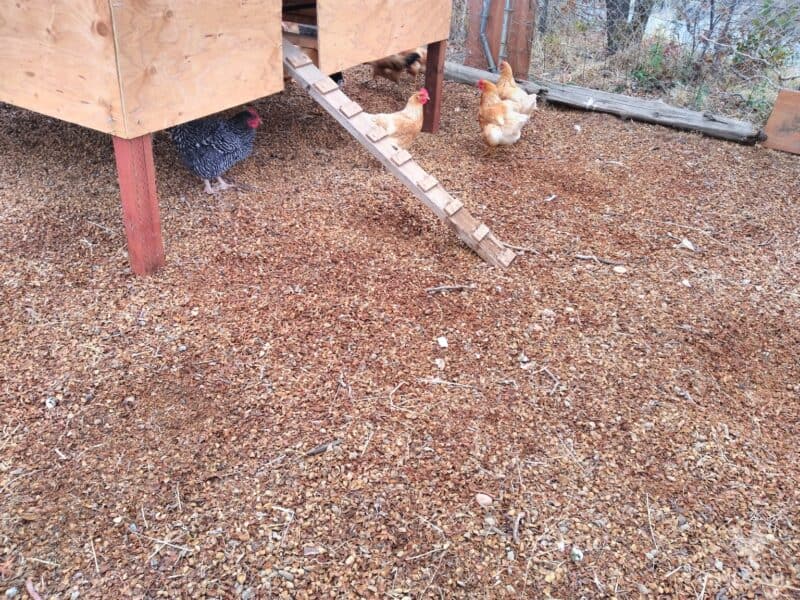 deep litter with almond shells spread around chicken coop