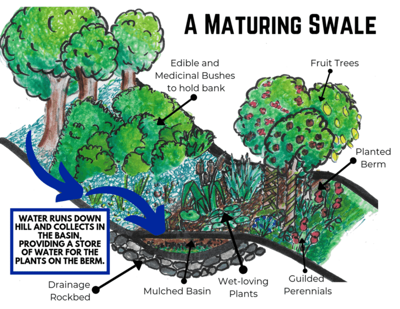 diagram of a swale