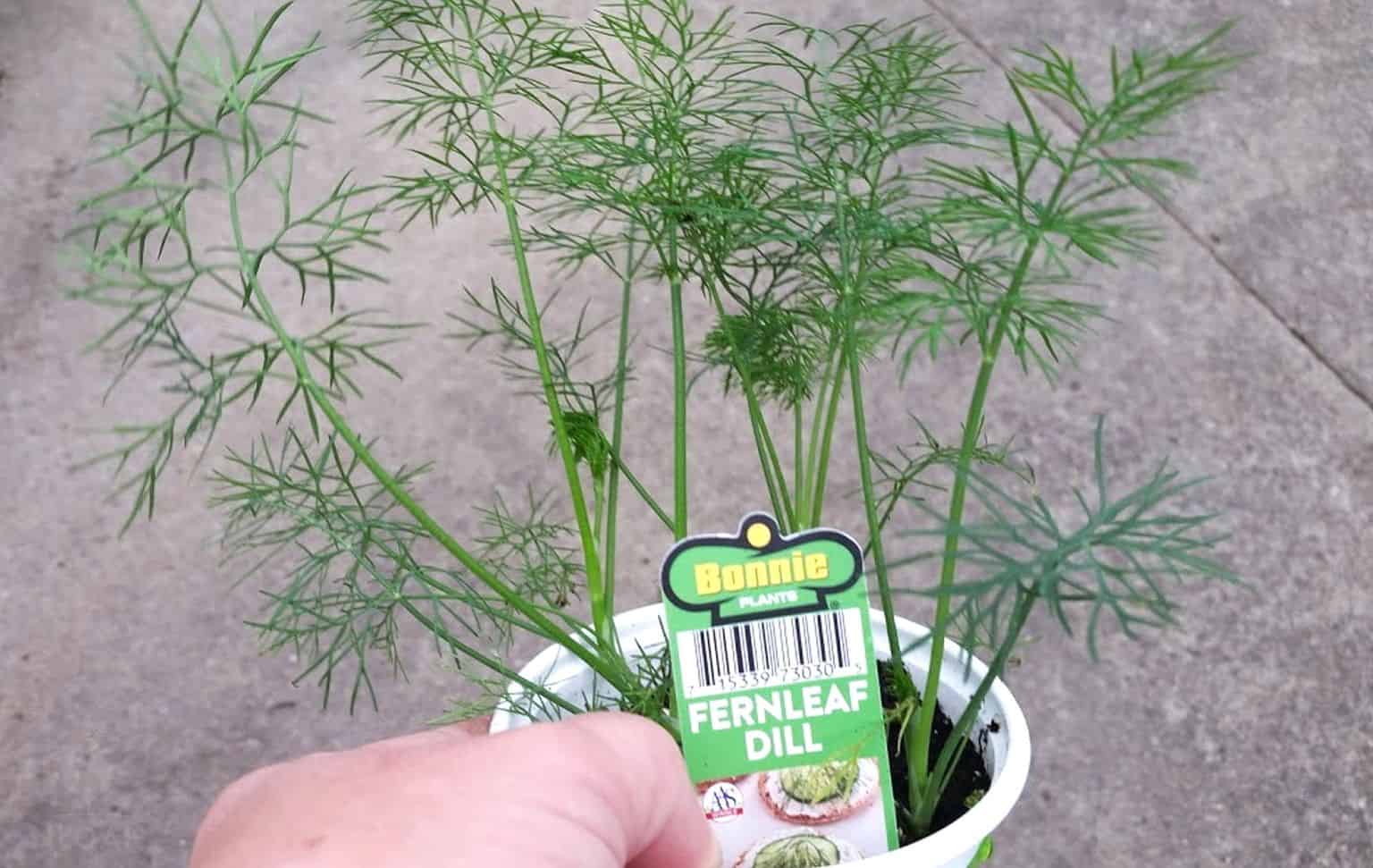 dill plant in pot next to seed packet