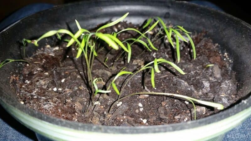 dill seedlings in container in need of thinning
