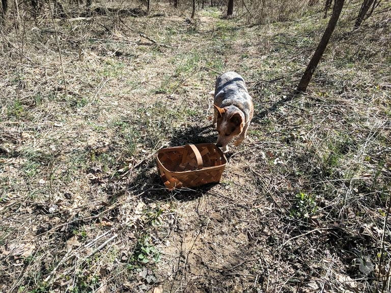 dog next to basket on pasture