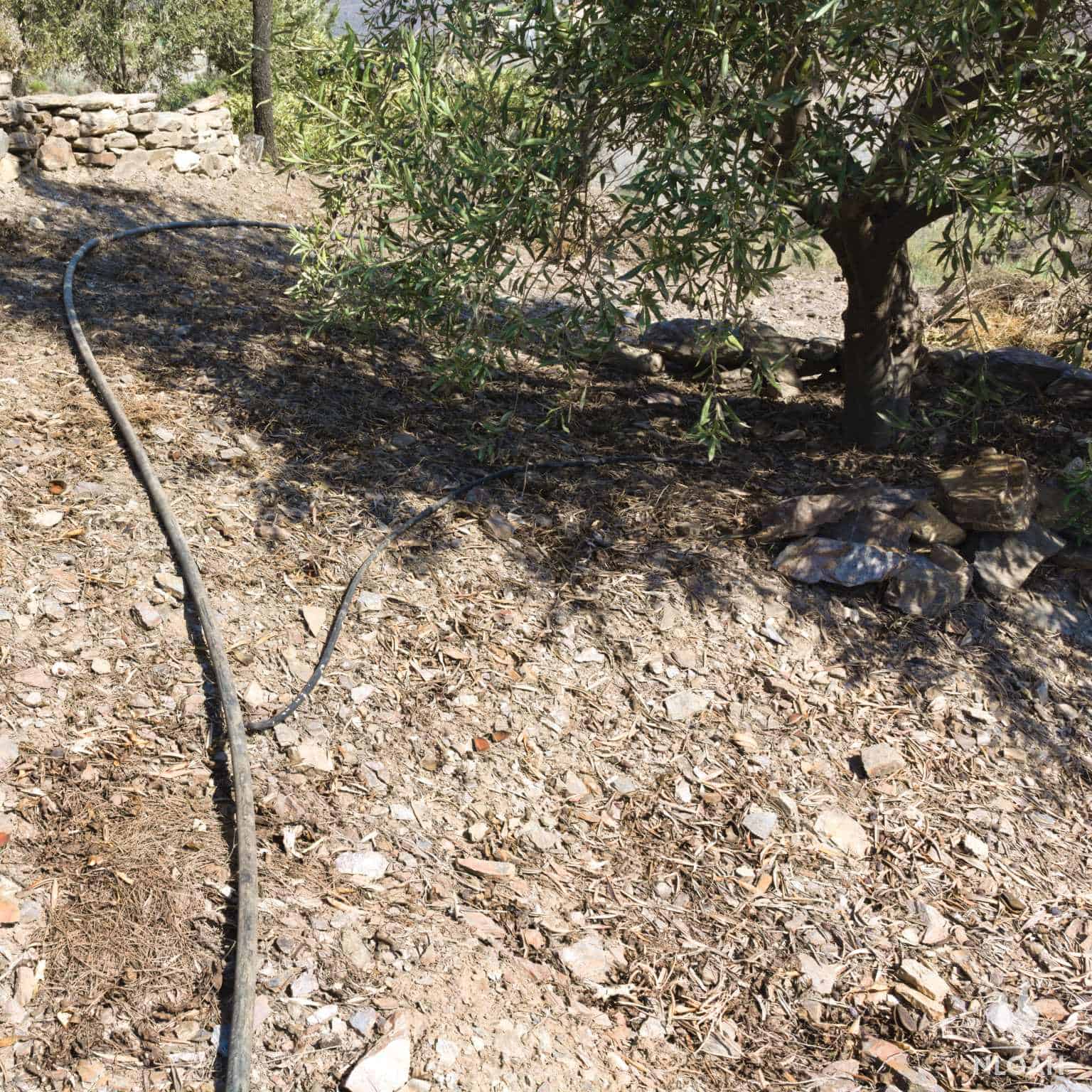 drip irrigation hoses leading to olive tree