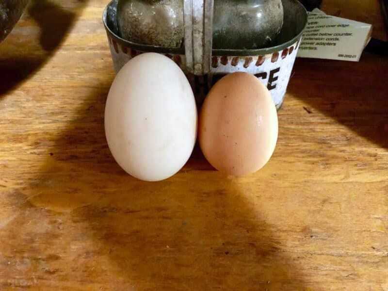 duck egg (left) next to chicken egg (right)