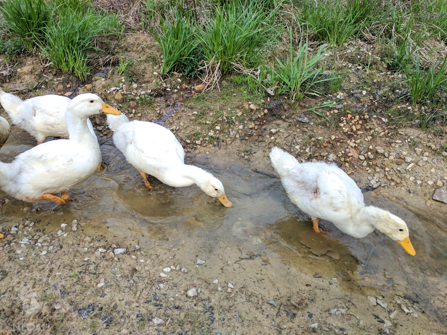 ducks drinking water from a puddle
