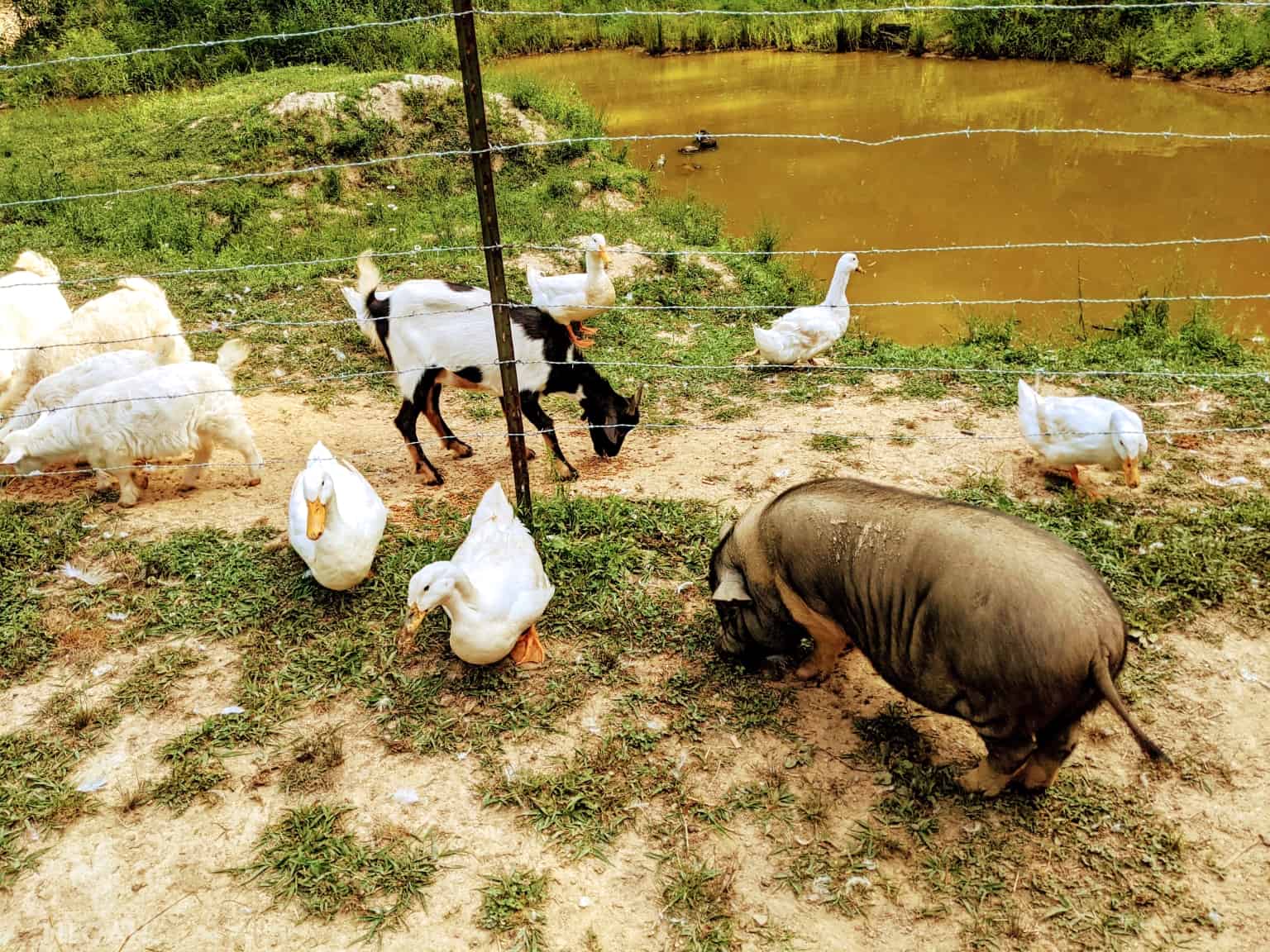 ducks, goat and pig near pond