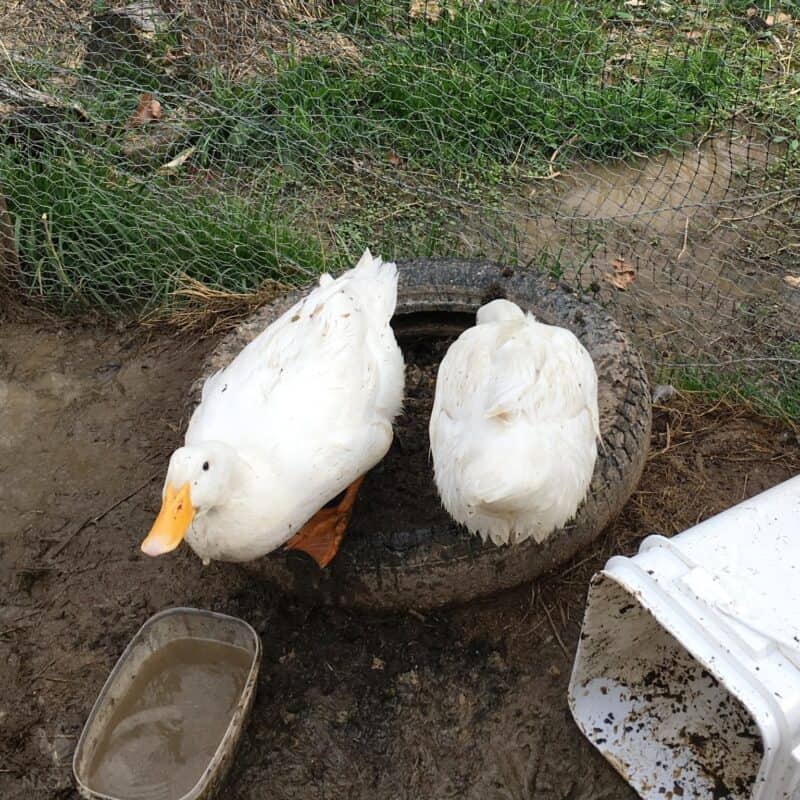 ducks in tire dust bath