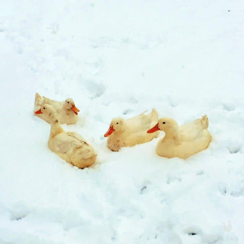 four Pekin ducks in snow