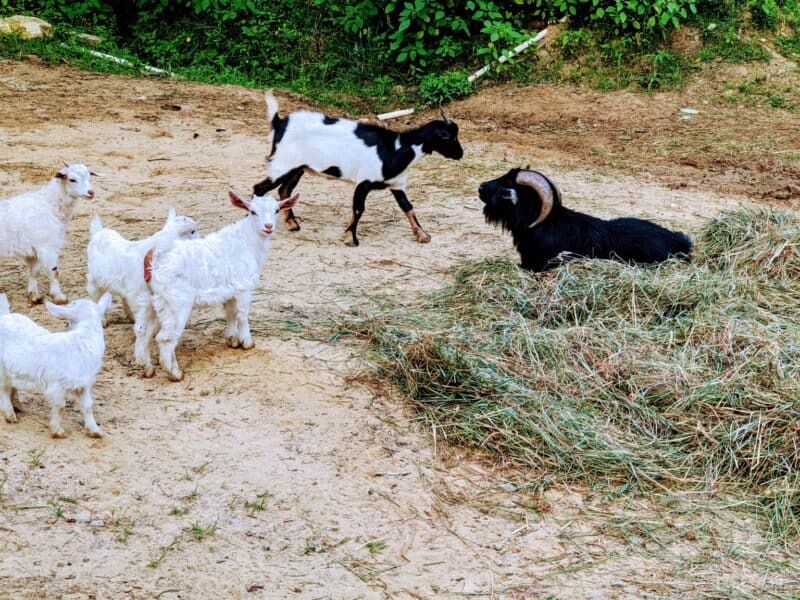 four pygoras and two other goats free-ranging