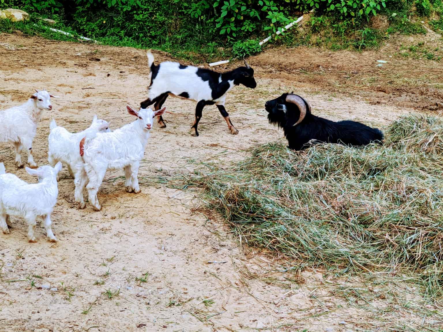 four pygoras and two other goats free-ranging