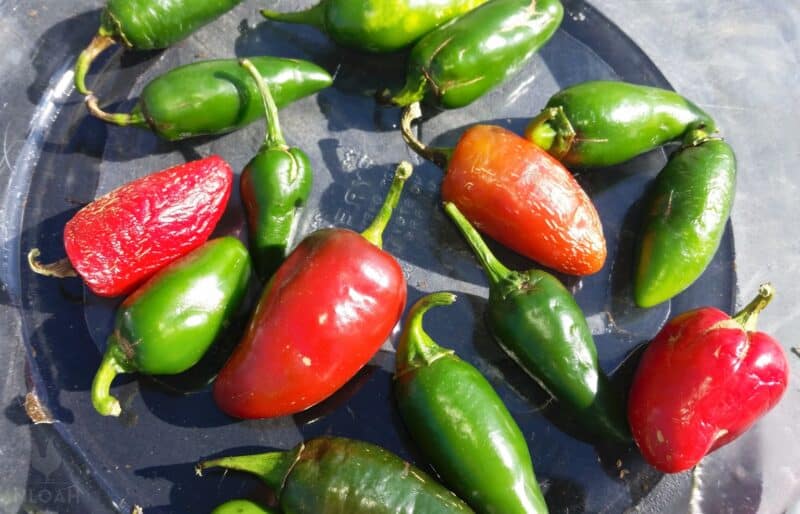 green and red harvested jalapenos