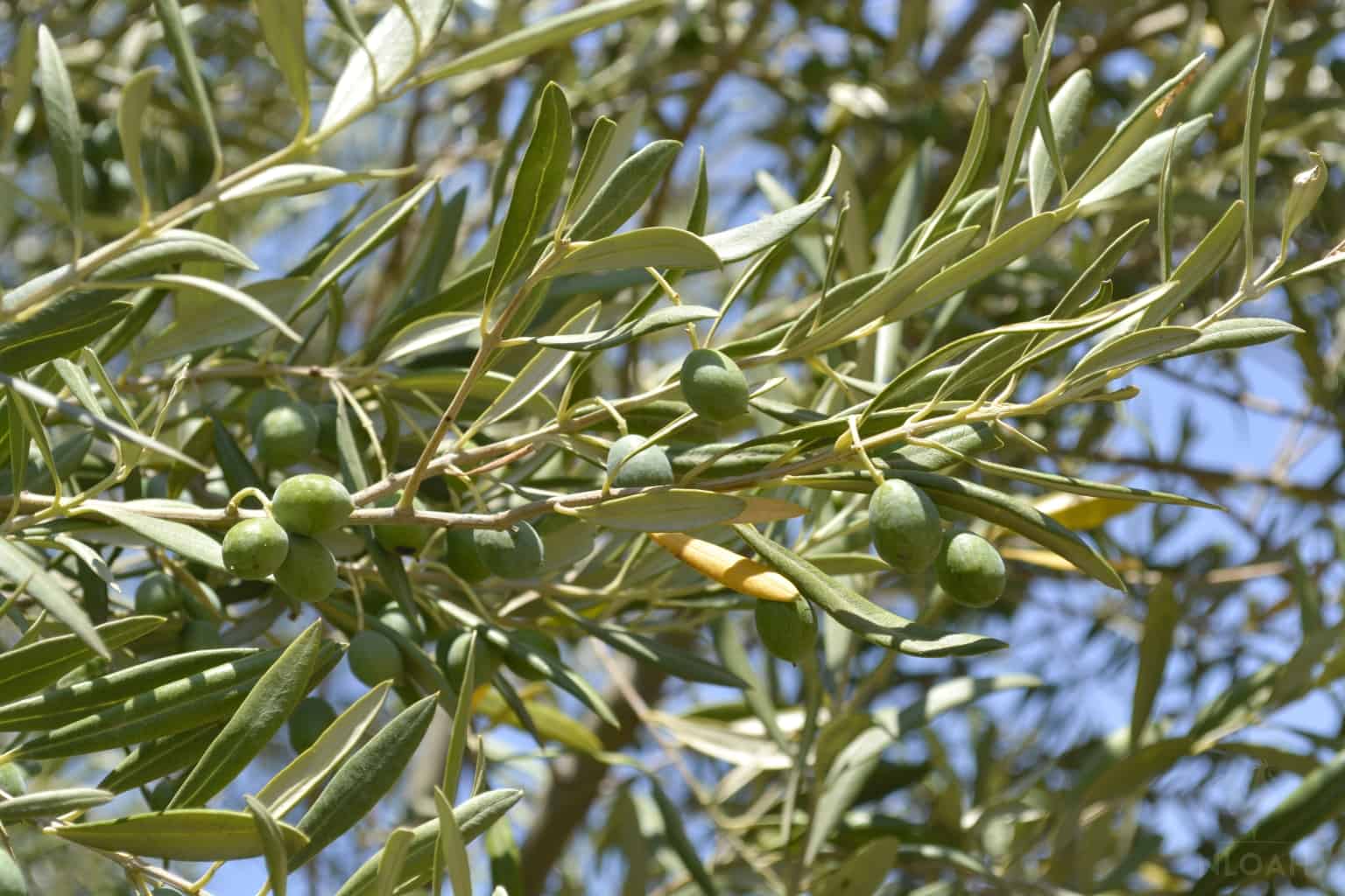 green olives on olive tree branch
