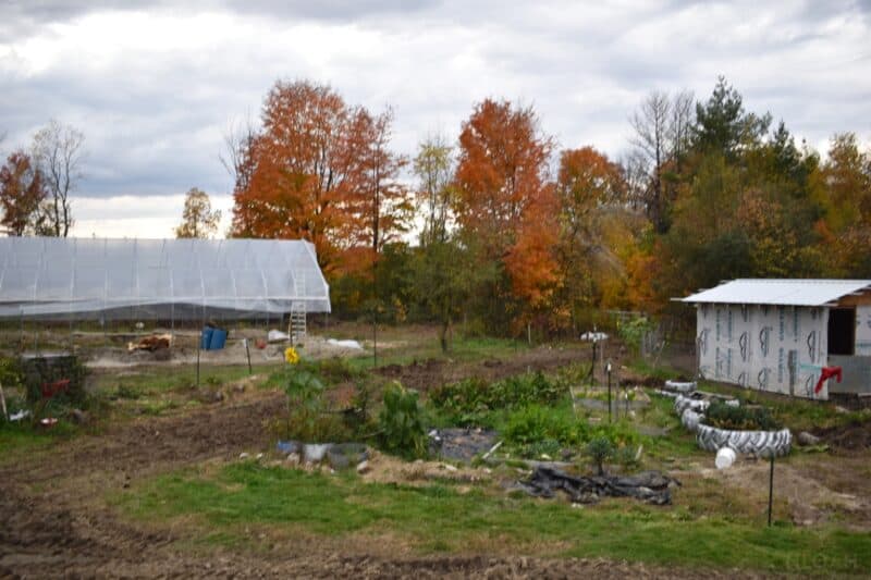 greenhouse away from trees and next to shed and veggie garden