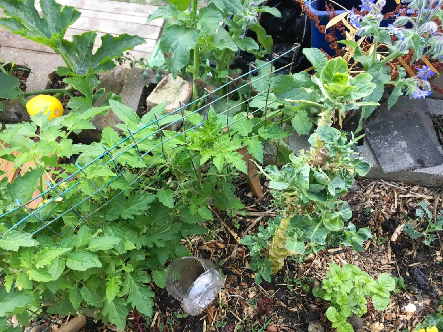 guild companion planting squash tomato sprouts mint borage
