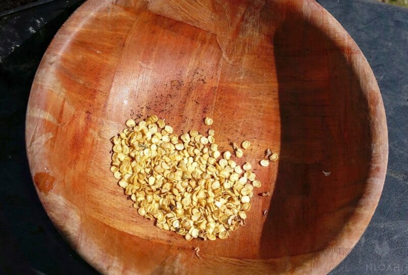 harvested jalapeno pepper seeds in wooden bowl