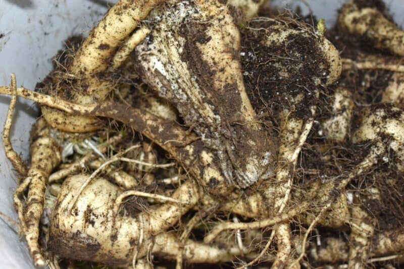 harvested parsnips with dirt on them