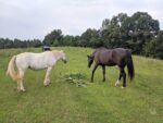 horses on pasture eating corn plants