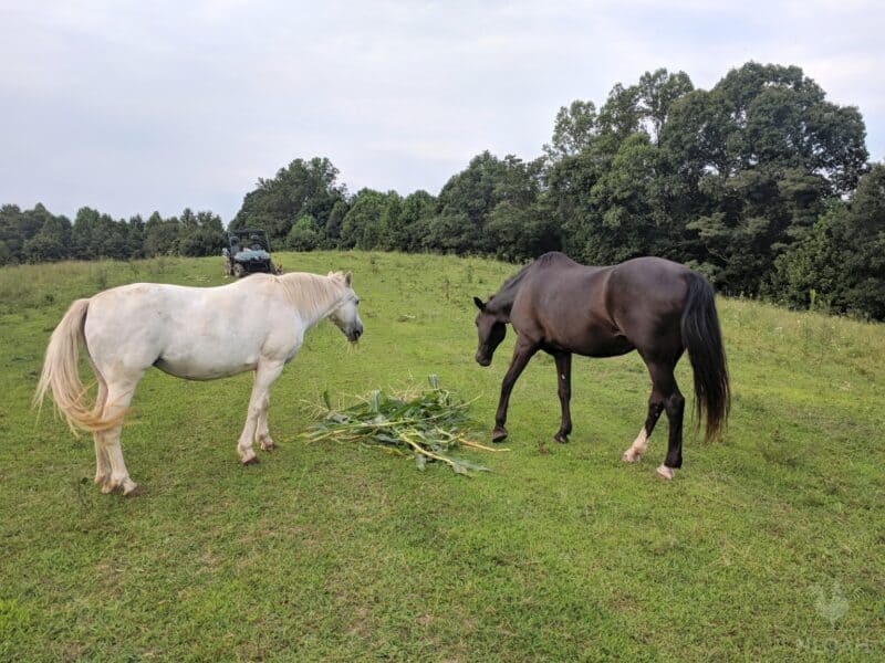 horses on pasture eating corn plants