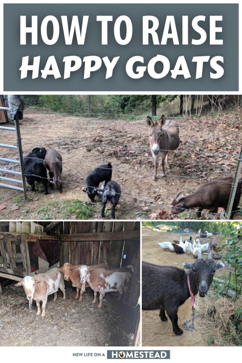 how to raise happy goats pinterest