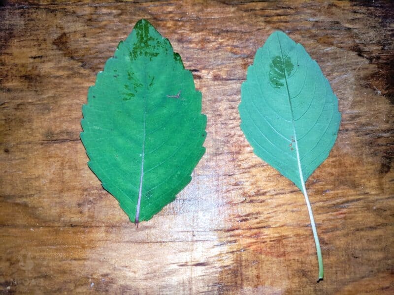jewelweed leaves